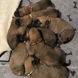 Belgian Malinois Puppies from D&C Kennel