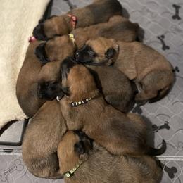 Belgian Malinois Puppies from D&C Kennel
