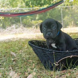 Cane Corso Puppies from Far From Average Kennels