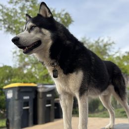 Winter - Siberian Husky