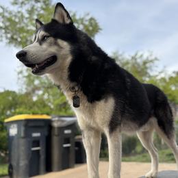 Winter - Siberian Husky