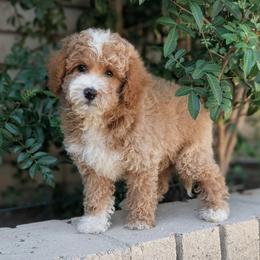 Meatloaf - Apricot male Poodle puppy in Laveen, Arizona from Neely Family Poodles