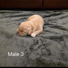 Boy 3 - Golden male Golden Retriever puppy in Festus, Missouri from Davis's Golden Retrievers