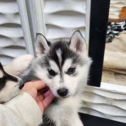 Siberian Husky Puppies from Spirit of the Moon Siberians