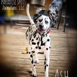 Ash - Dalmatian