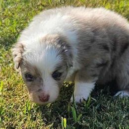 Red - Red merle Australian Shepherd puppy in Crowell, Texas from Ardent Aussie Acres