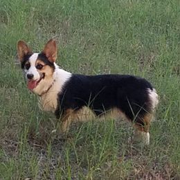Pepper - Pembroke Welsh Corgi