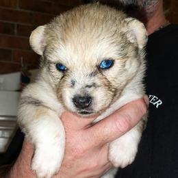 Charlotte - Merle female Pomsky puppy in Norfolk, Virginia from 'Brick'House Couture Pomskies