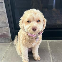 Blake - Goldendoodle