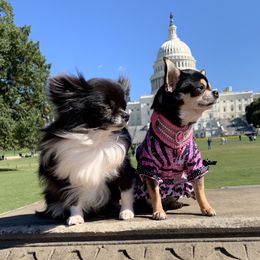 Chihuahuas and Tibetan Spaniels from Improv Tibetan Spaniels and Chihuahuas