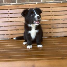 Border Collie Puppies from SoCal/Promise Land Border Collies