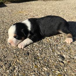 Benny - Black tri male Miniature Australian Shepherd puppy in Marion, Michigan from Highland Hills Mini Aussies