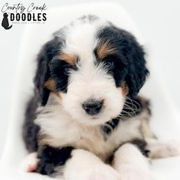 MAE - Tri-color female Bernedoodle puppy in Tipton, Indiana from Country Creek Doodles