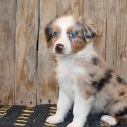 Faith - Red merle female Australian Shepherd puppy in San Tan Valley, Arizona from Mott Ranch - Blazin' Sun Aussies