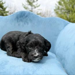 Lucy - Black female Bernedoodle puppy in Wamego, Kansas from Doodles of Oz