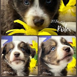 1 Rolex, RTM - Red tri-color male Miniature American Shepherd puppy in Huntington, Texas from JKKJ Farms, LLC
