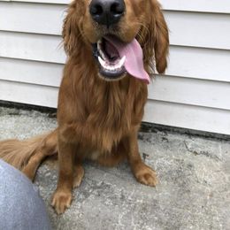 Golden Retriever All Grown Up from Graham Goldens
