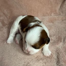 Flame - Red male Havanese puppy in Maryville, Missouri from Dreamworks Havanese