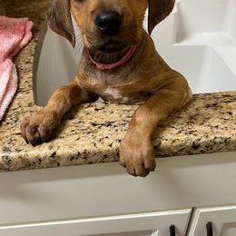 Chihuahua and Rhodesian Ridgeback Puppies from Prestige Chihuahuas & Ridgebacks