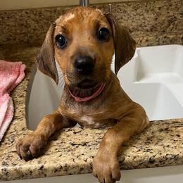 Chihuahua and Rhodesian Ridgeback Puppies from Prestige Chihuahuas & Ridgebacks