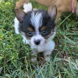 Panda - Black and white male Companion Cross puppy in Andersonville, Tennessee from Working W Kennels
