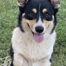 Maltipoo and Pembroke Welsh Corgi All Grown Up from Eclipseann