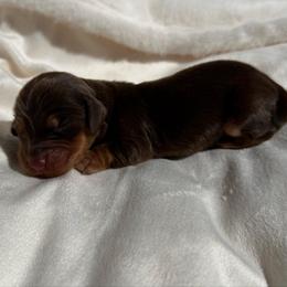 Saint - Chocolate and tan male Dachshund puppy in San Diego, California from Enchantables