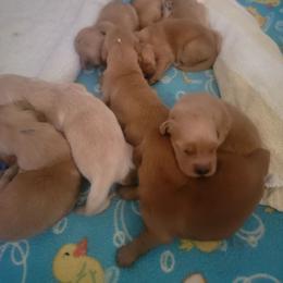 Girl 2 - Golden female Golden Retriever puppy in Perry Hall, Maryland from DukerDaze Golden Retrievers