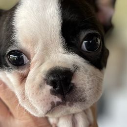Boston Terriers and French Bulldogs from Absolutely Boston Terriers and French Bulldogs