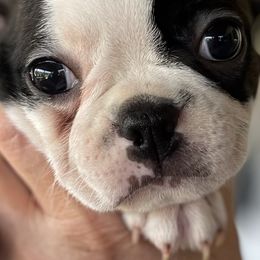 Boston Terriers and French Bulldogs from Absolutely Boston Terriers and French Bulldogs