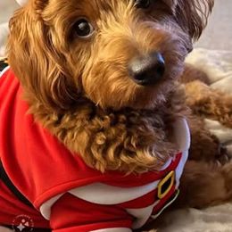 Bernedoodle and Goldendoodle All Grown Up from Kimberlee’s Kennels