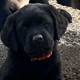 Boy 1 - Black Labrador Retriever puppy in Harlan, Kentucky from Kamalot Kennels