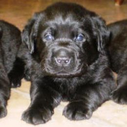 Labrador Retriever Puppies from Lorlyn Labradors