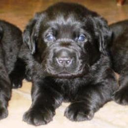 Labrador Retriever Puppies from Lorlyn Labradors