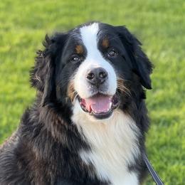 Wilbur - Bernese Mountain Dog