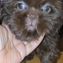 Choco - Red male Shih Tzu puppy in Englewood, New Jersey from Sincerely Paws