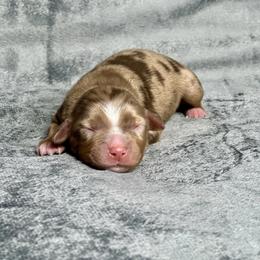Sweetie Pie - Red merle female Toy Australian Shepherd puppy in Lincoln, California from Country Dreams Mini Aussies