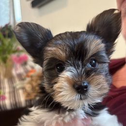 AKC Full Reg: Sonny - Parti male Yorkshire Terrier puppy in Ontario, California from Yorkie Wonderlands