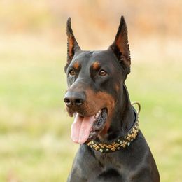 Igor - Doberman Pinscher