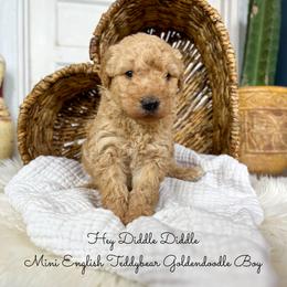 Hey Diddle Diddle - Red  male Goldendoodle puppy in Grove, Oklahoma from Guinn Family Farms