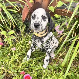 Mars - White and black male Dalmatian puppy in Arlington, Texas from Bri’s Spot Garden - Glasscock Dalmatians