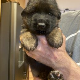 Boy 3 - German Shepherd puppy in Arroyo Grande, California from Vom Kupferhaus