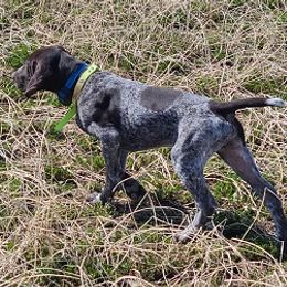 German Shorthaired Pointer Puppies from Shining Star GSP's
