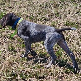 German Shorthaired Pointer Puppies from Shining Star GSP's