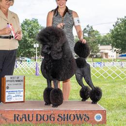Ellie - Poodle
