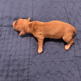 Clara - Red female Dachshund puppy in Altus, Oklahoma from Johnson Prairie Pups
