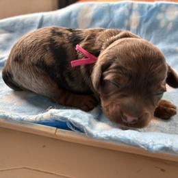 Glitter - Brown roan and tan female Cockapoo puppy in Adrian, Oregon from ApplebyFarm