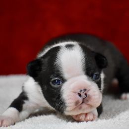 Wishbone - Black and white male Boston Terrier puppy in Gober, Texas from Trigger Time Kennels