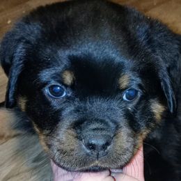 Rottweiler Puppies from Rose Red Rottweilers