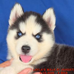 LAYLA'S MALE 7 - Black and white male Siberian Husky puppy in Manilla, Iowa from Bruck's Siberian Huskies
